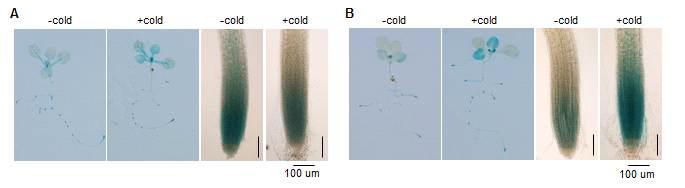 Cold response of ProCRF2:EGFP:GUS and ProCRF3:EGFP:GUS transgenics Arabidopsis.