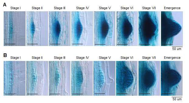 GUS expression analyses of ProCRF2:GUS and ProCRF3:GUS during lateral root development.