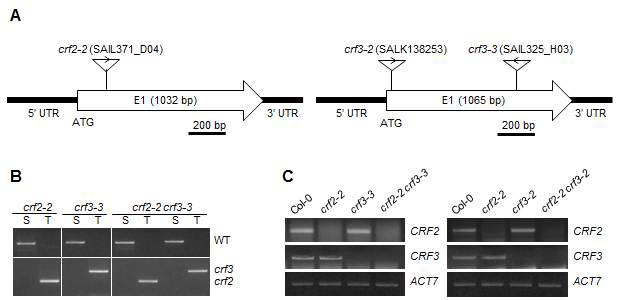 T-DNA insertion sites of crf2 and crf3 mutants.