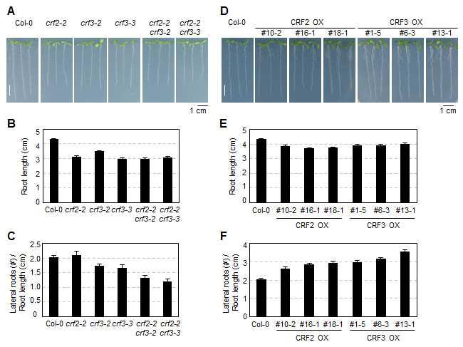 Root lengths and lateral root densities of wild-type, crf2-2, crf3-2, crf3-3, crf2-2 crf3-2, crf2-2 crf3-3 mutants, Pro35S:4xHA:CRF2, and Pro35S:4xHA:CRF3 transgenic plants.