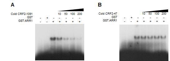 Identification of in vitro binding of ARR1 to the CRF2 promoters using EMSA.