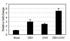 Identification of direct-target gene of ARR1 using 35S:ARR1△DDK:GR.