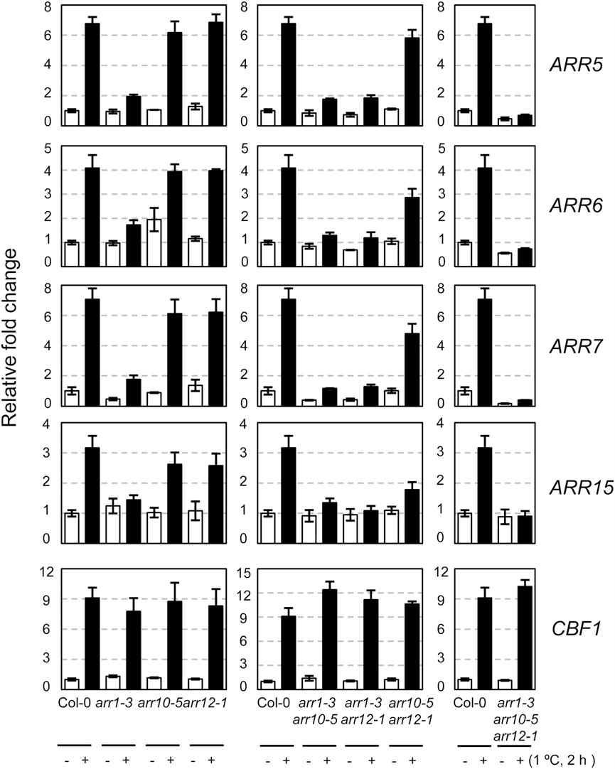 Expression of ARR5, ARR6, ARR7, and ARR15 in response to cold in type-B arr mutants compared with that in the wild-type plants.