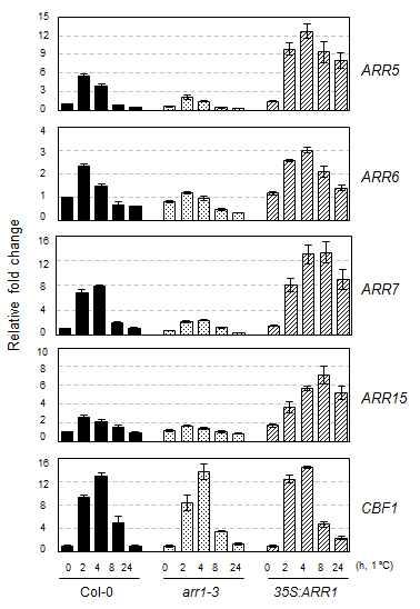 Expression of ARR5, ARR6, ARR7, and ARR15 in response to cold in arr1-3,and 35S:ARR1 compared with that in the wild-type plants.