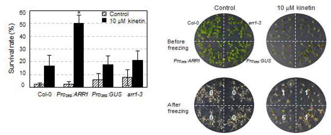 Effect of cytokinin preincubation on freezing tolerance of arr1-3,Pro :ARR1, and Pro :GUS plants compared with that in the wild-type plants.