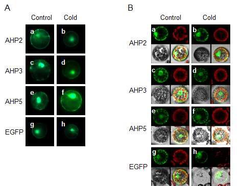 Analysis of the subcellular distribution of AHP2-EGFP, AHP3-EGFP, andAHP5-EGFP in the wild-type Arabidopsis mesophyll protoplasts.
