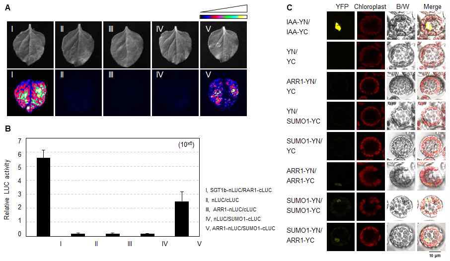 Protein interaction of Arabidopsis ARR1 and SUMO1.