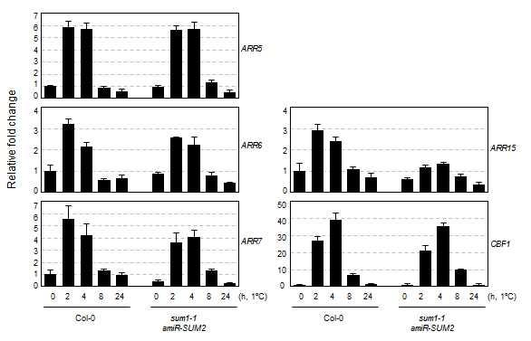 Expression analysis of cold-inducible type-A ARRs in sum1-1 amiR-SUM2transgenic Arabidopsis plants in response to cold.