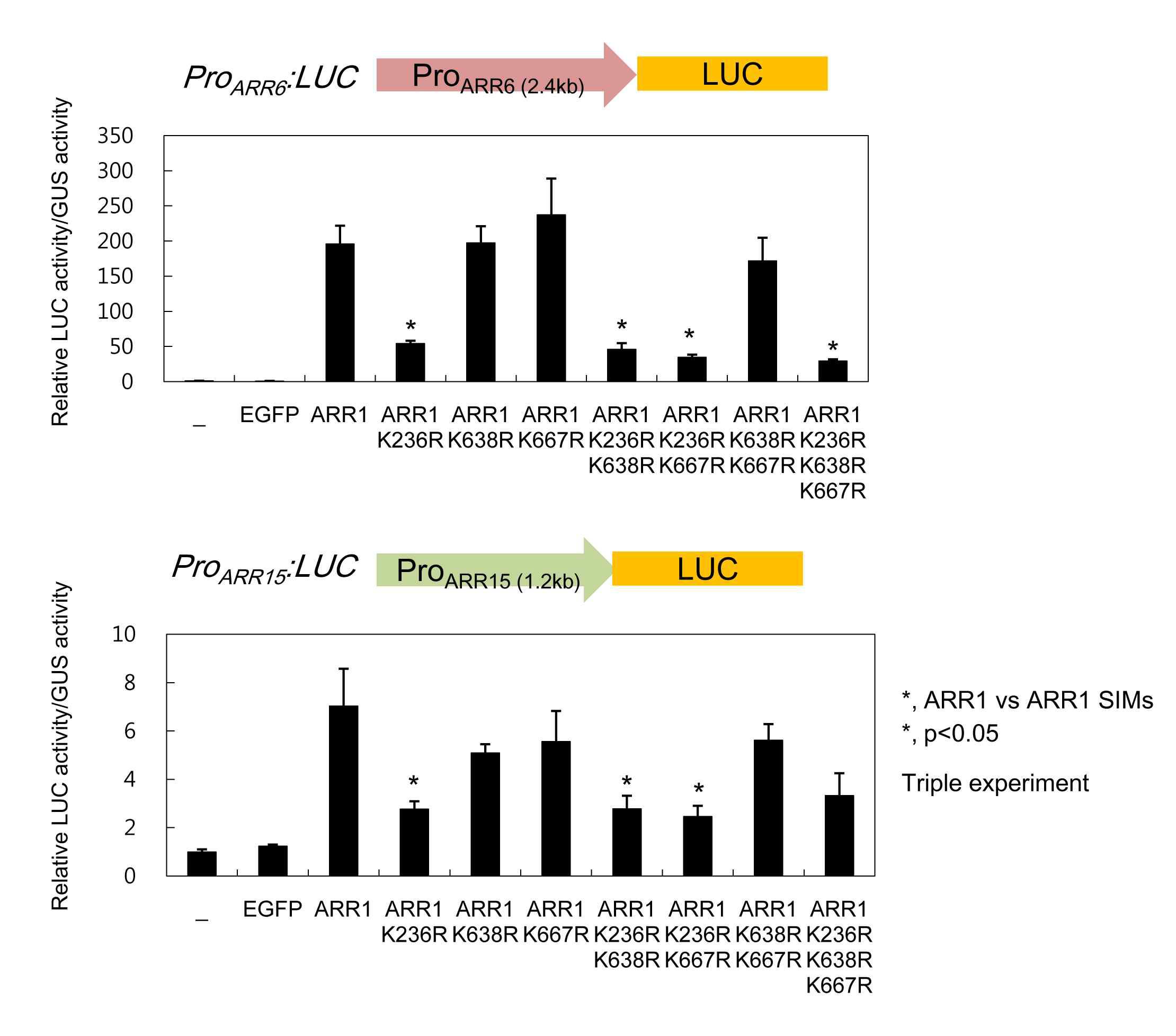 Transcription activity assay of ARR1 and SIM-mutated ARR1.