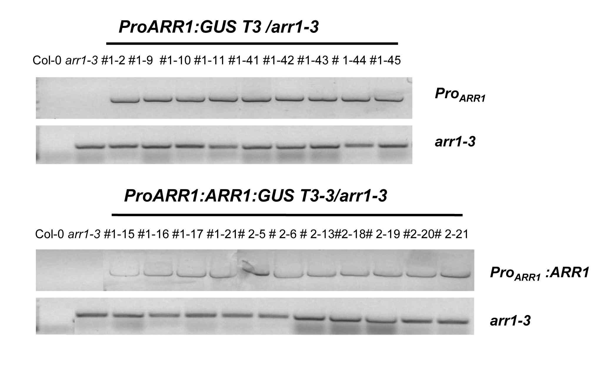 Genotyping of ProARR1:GUS and ProARR1:ARR1:GUS transgenic plants.