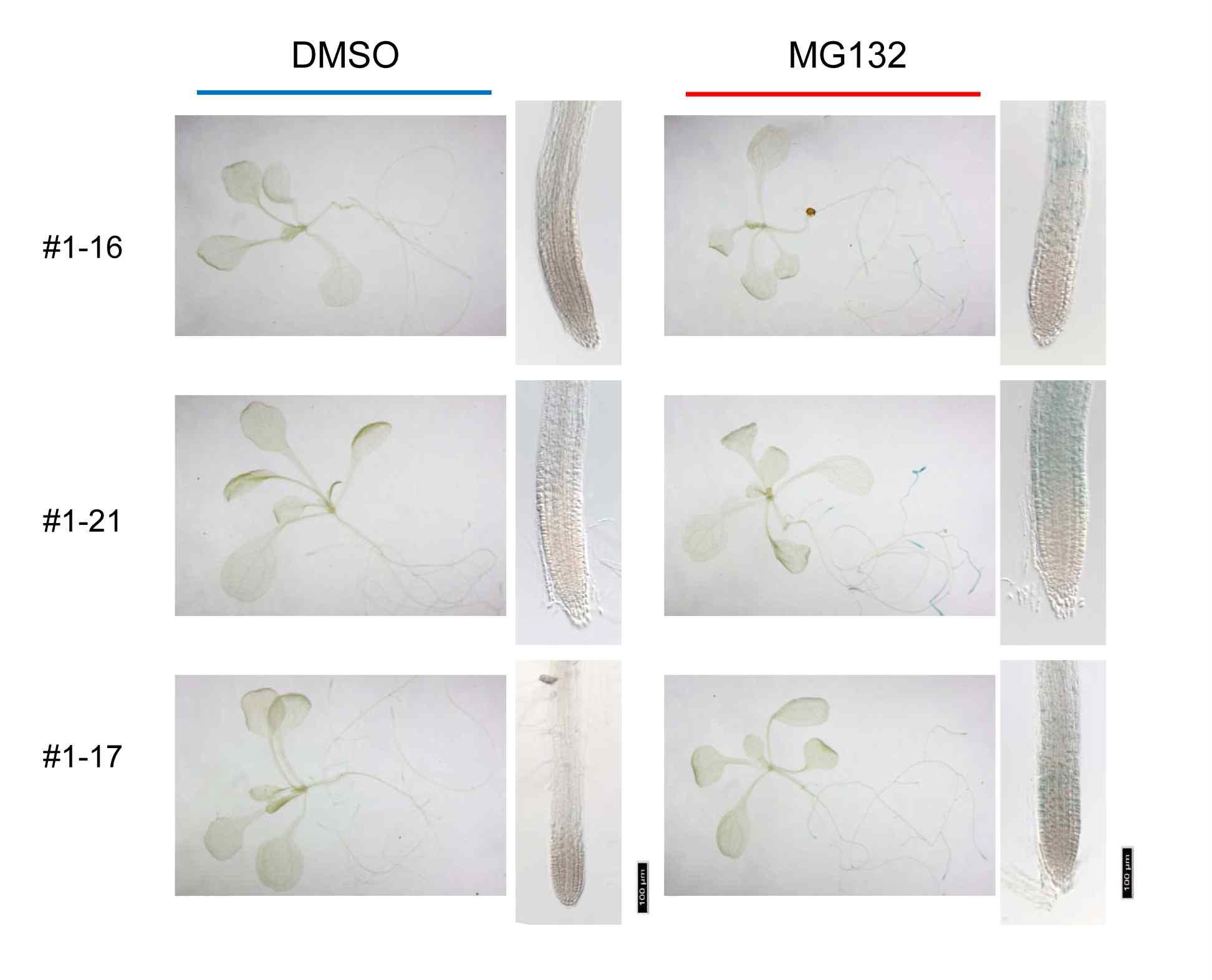 GUS expression of ProARR1:ARR1:GUS transgenic plants with or without MG132.