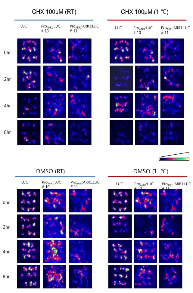 LUC activity assay of ProARR1:LUC and ProARR1:ARR1:LUC transgenic plants with or without cold.