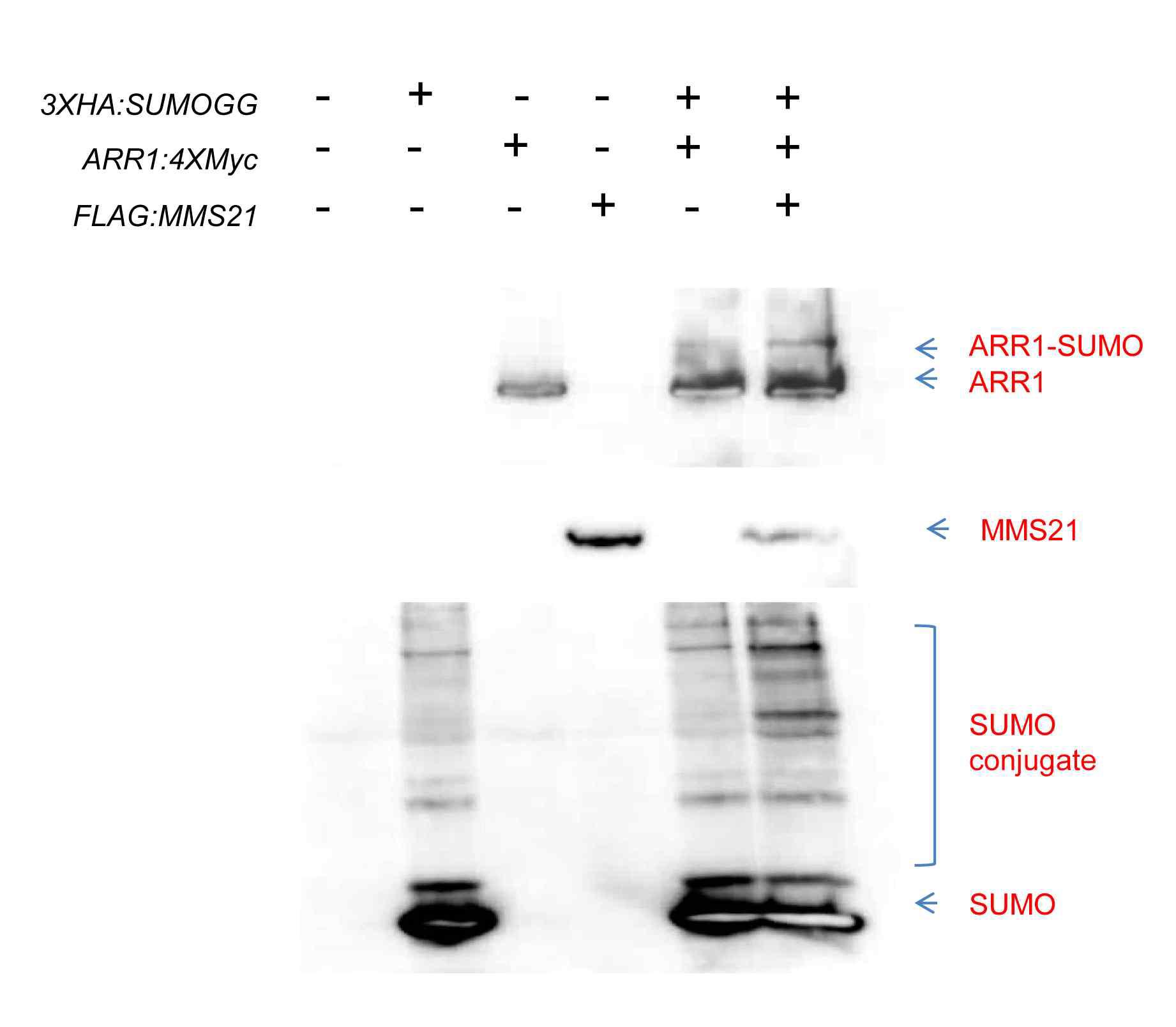 Western blotting of ARR1 and MMS21, SUMO1 in protoplast.