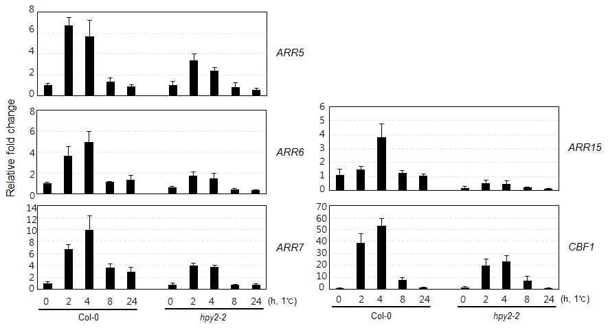Expression of type A-ARRs in response to cold in hpy2-2.