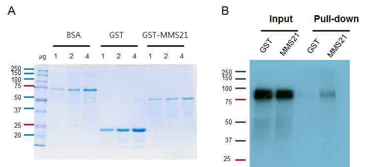 GST-MMS21 protein purify (A) and GST pull down assay (B).