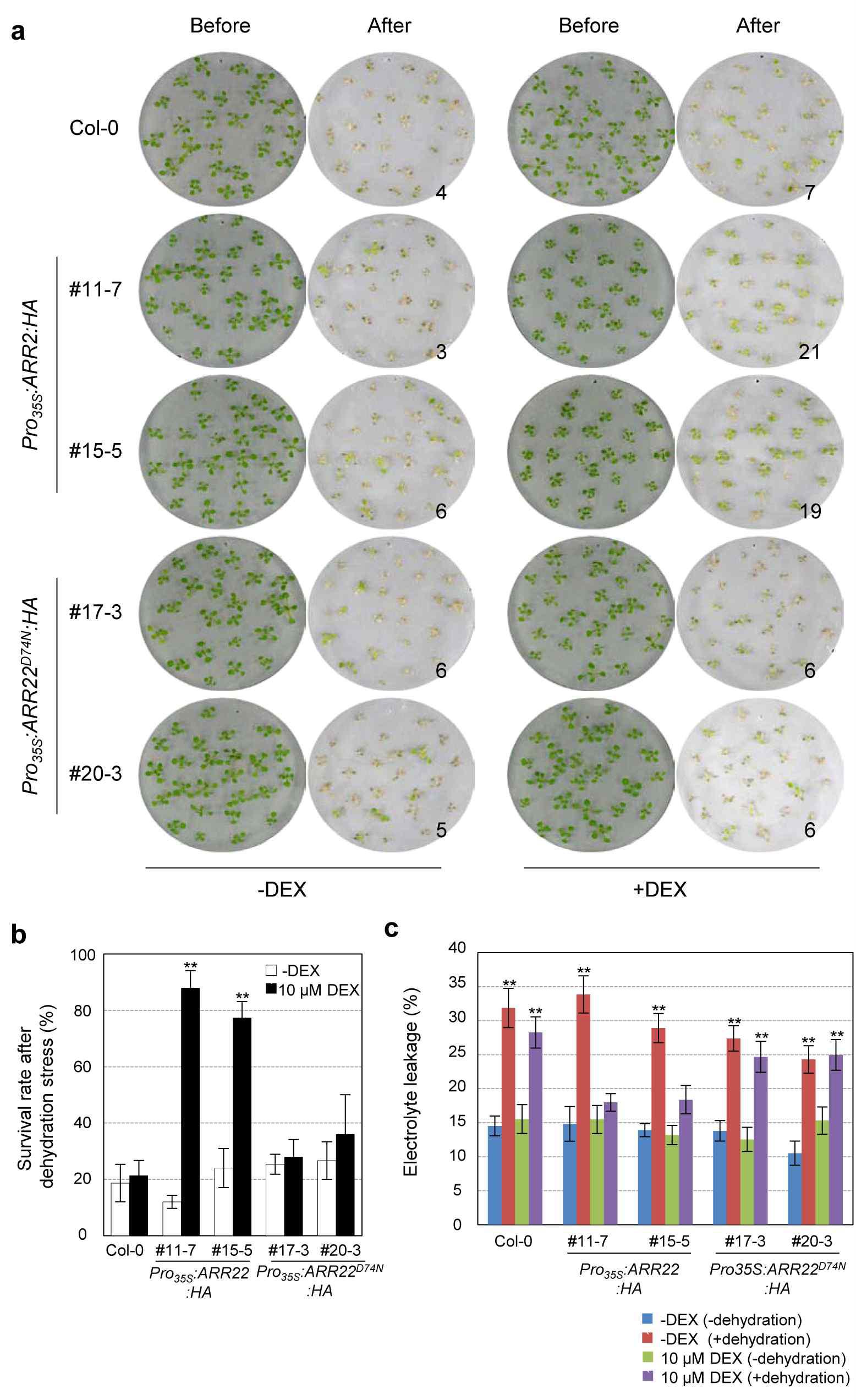 Survival rates and electrolyte leakages of Pro35S:ARR22:HA and Pro35S:ARR22D74N:HA transgenic Arabidopsis plants treated with or without DEX after dehydration stress treatment.