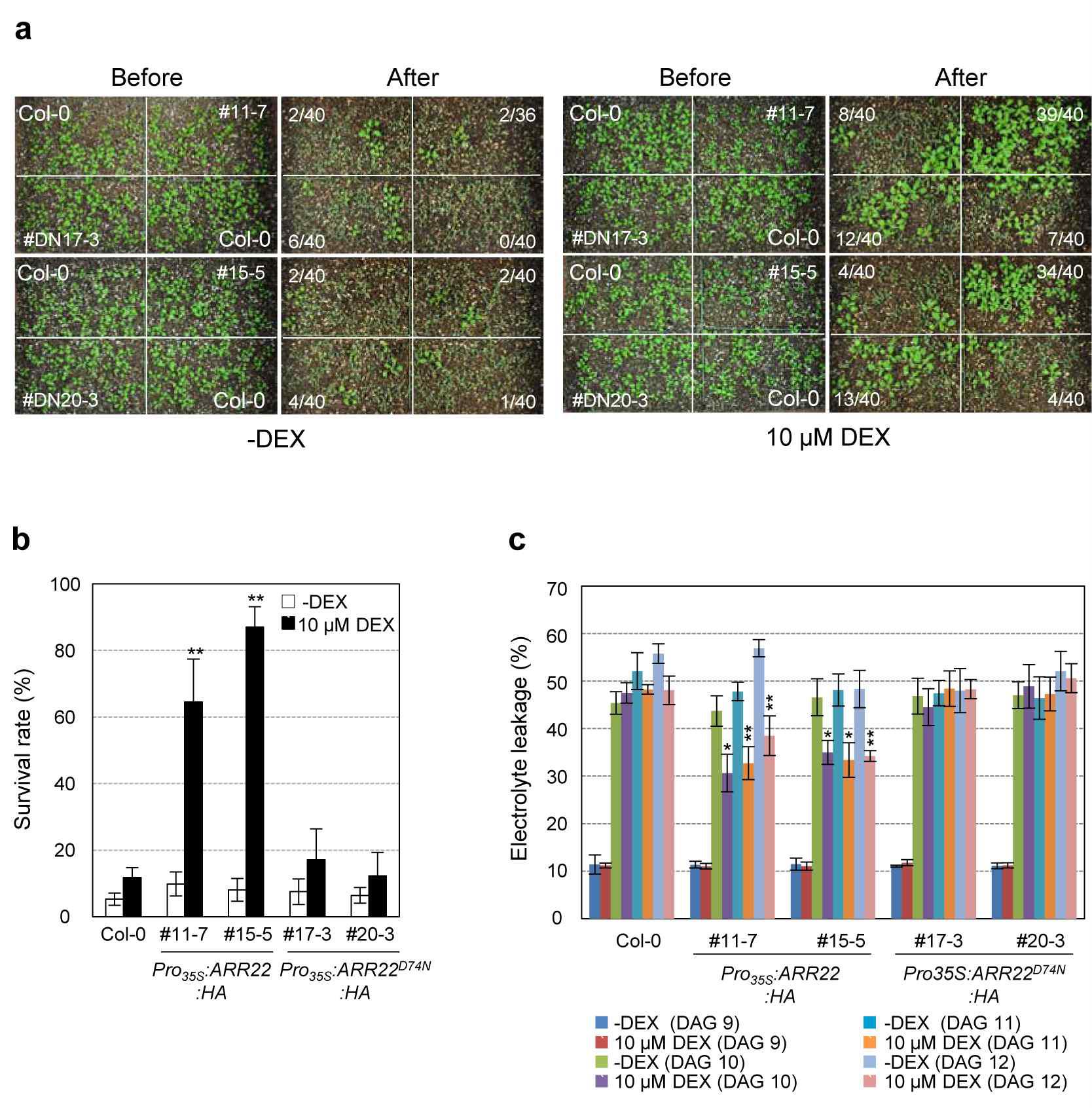 Survival rates and electrolyte leakages of Pro35S:ARR22:HA and Pro35S:ARR22D74N:HA transgenic Arabidopsis plants treated with or without DEX after drought stress treatment.