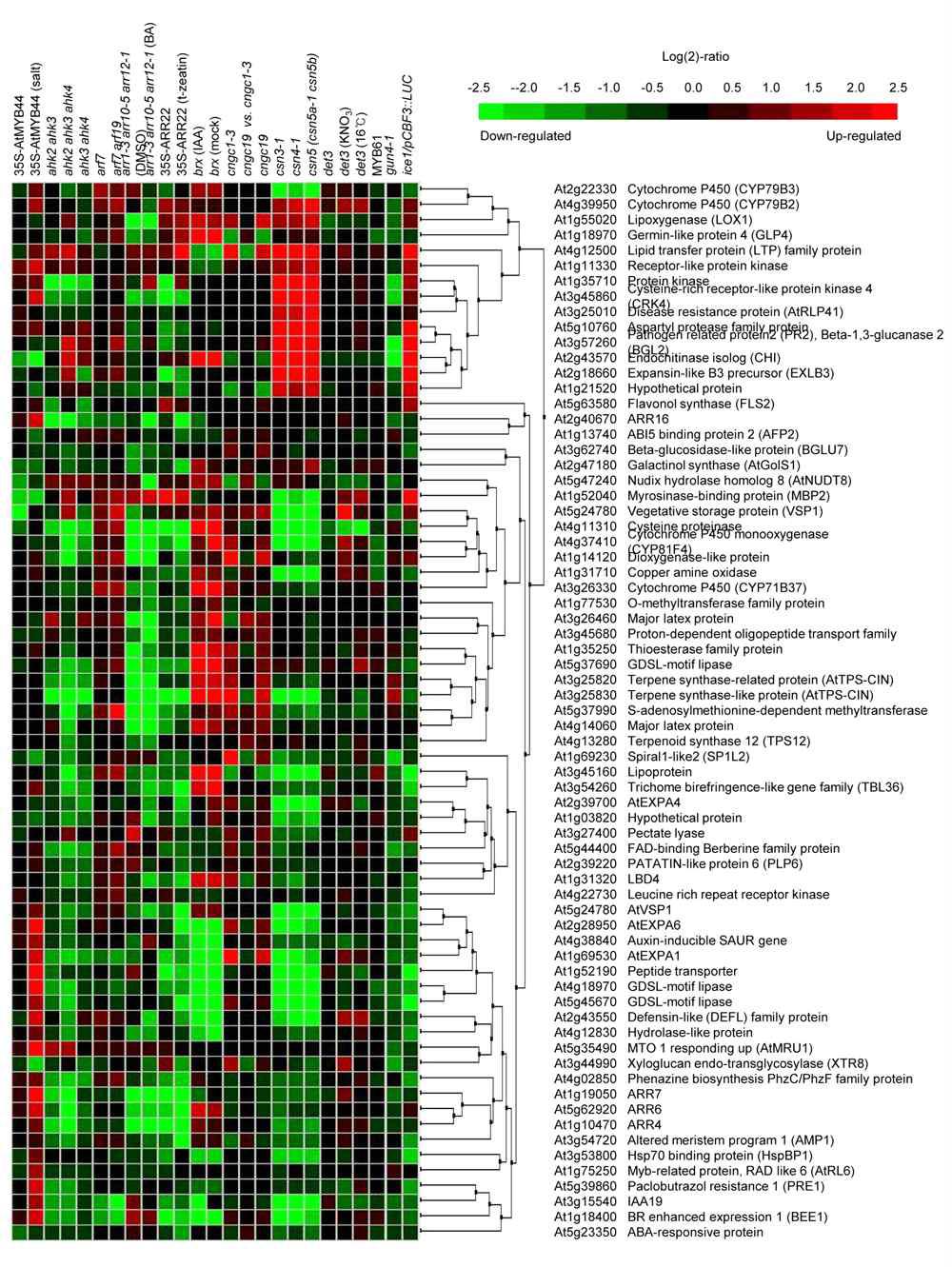 Hierarchical cluster analysis of downregulated genes by ARR22overexpression compared with that of the wild-type in a variety of mutants and transgenic Arabidopsis.