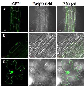 BnGRP1 단백질의 세포내 발현 위치를 확인하는 confocal 이미지.