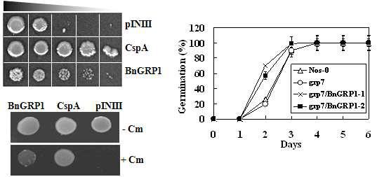 BnGRP1의 대장균을 활용한 cold shock assay 및 transcription anti-termination assay(좌)를 통한 RNA 샤페론 활성 확인 및 저온 스트레스 내성 분석(우)