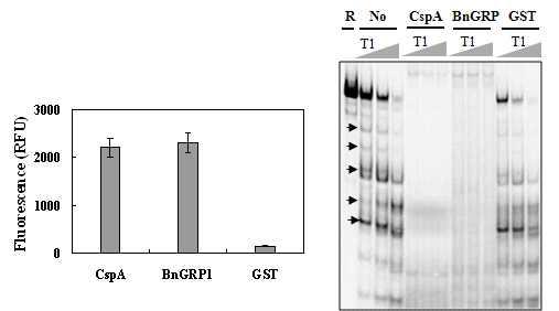BnGRP1의 RNA 샤페론 활성을 확인하는 DNA-melting assay(좌)와 RNase T1 cleavage assay(우)