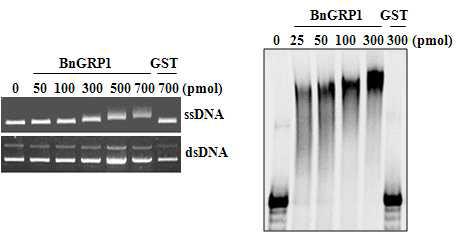 BnGRP1 단백질의 DNA(좌) 및 RNA(우) 결합 능력