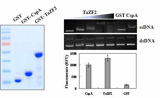 TaZFGRP2 단백질의 DNA-binding 능력(위) 및 DNA-melting 활성(아래)