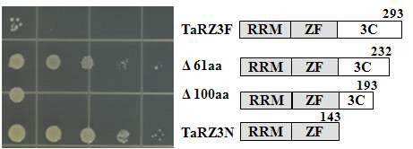 TaRZ3의 C-terminal deletion construct의 RNA 샤페론 활성 분석