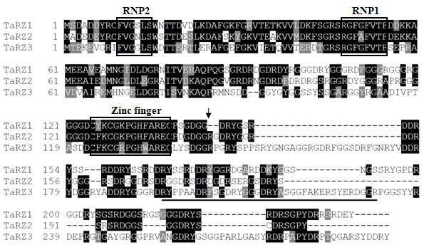 TaRZ1, TaRZ2, TaRZ3의 아미노산 서열 비교 및 domain-swapping 부위