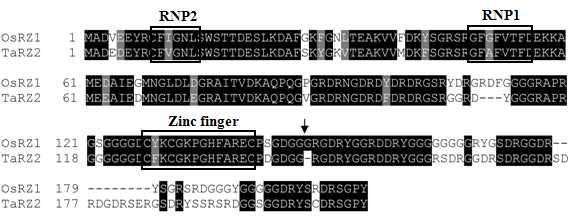 벼 OsRZ1과 밀 TaRZ2의 아미노산 서열 비교 및 domain-swapping 부위