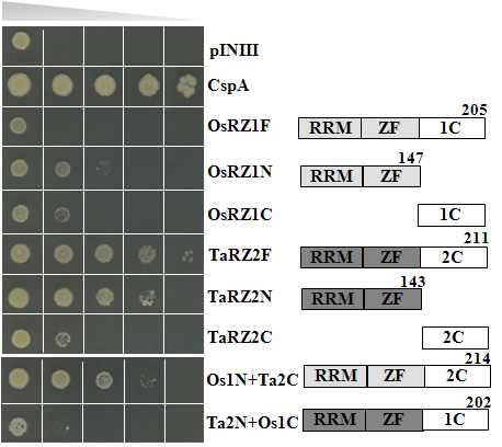 TaRZ의 각 domain 및 swapped construct의 RNA 샤페론 활성 분석