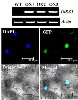 밀 TaRZ1 유전자가 발현된 애기장대 형질전환체 확인 (위) 및 TaRZ1 단백질의 핵 targeting을 확인한 confocal 사진 (아래)