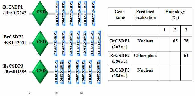 배추 CSDP 단백질 구조 및 아미노산 서열 비교