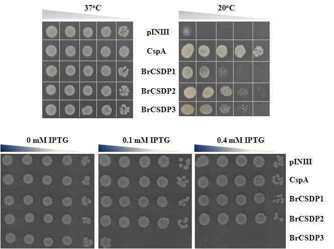 배추 BrCSDP 유전자의 RNA 샤페론 활성 및 대장균 생장 억제 능력 비교 분석