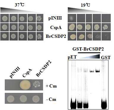 배추 CSDP2 유전자의 RNA 샤페론 활성 분석