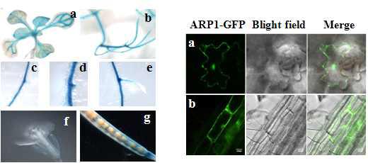 ARP1의 조직별, 세포내 발현 위치를 확인하는 GUS(좌) 및 GFP(우) 이미지