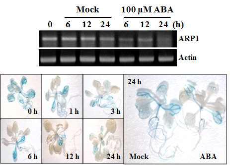 ABA에 반응하는 ARP1의 발현 양상
