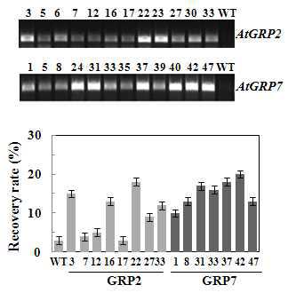 애기장대 AtGRP2 및 AtGRP7 유전자가 도입된 벼 형질전환체 확인 및 가뭄 스트레스 내성