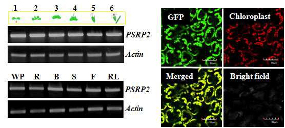 AtPSRP2 유전자의 조직 별 발현 양상(좌) 및 엽록체 발현을 확인하는 confocal 이미지(우).