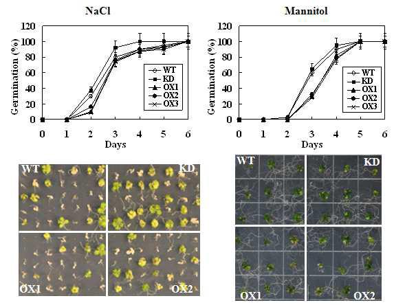 AtPSRP2 유전자 과발현된 형질전환체 및 T-DNA tagged 돌연변이체의 고염분 또는 건조 스트레스 하에서 종자 발아 및 유모 생장