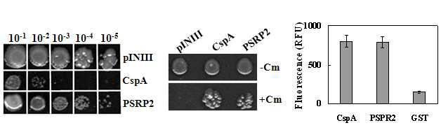 AtPSRP2의 RNA 샤페론 활성을 확인하는 cold shock assay, transcription anti-termination assay 및 DNA-melting assay