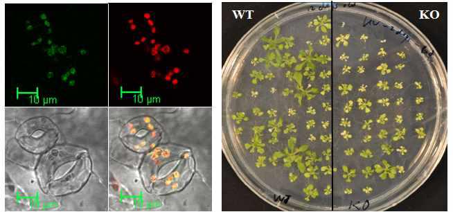 AtRBP30 단백질의 엽록체 발현을 확인하는 confocal 이미지(좌) 및 돌연변이체의 UV 스트레스 반응(우)
