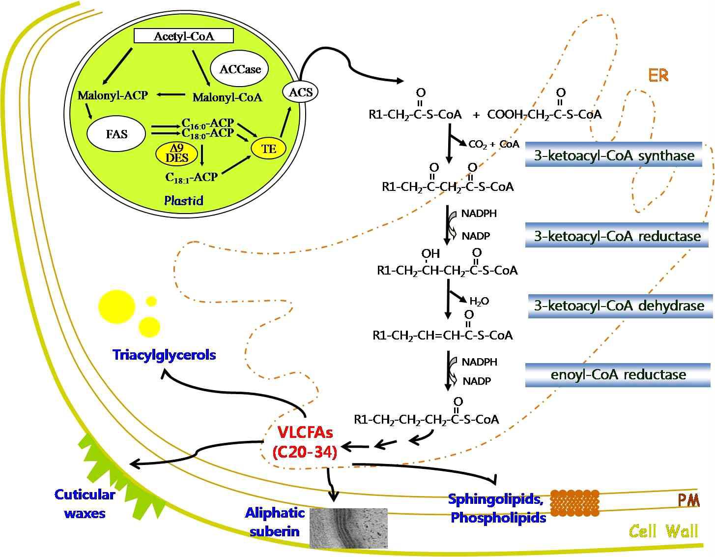 VLCFAs의 생합성 과정과 다양한 식물 지질로의 사용
