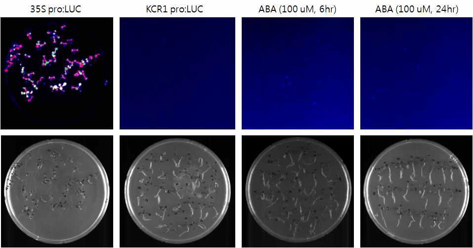 선별된 KCR1 promoter:LUC 형질전환 식물체에서 luciferase 활성 조사