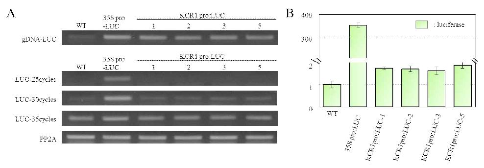 RT-PCR (A)과 quantitative RT-PCR (B)을 이용한 KCR1 promoter:LUC