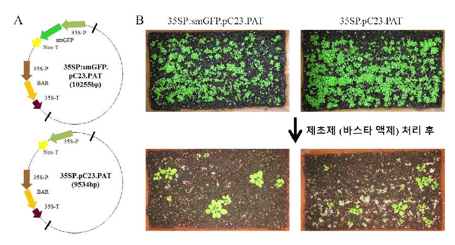 KCR1 promoter:GUS 형질전환체들에 T-DNA가 삽입된 돌연변이체 pool 확보를 위해 사용한 벡터 종류 (A) 및 제초제 처리에 따른 형질전환체 확보 유무 확인 결과 (B)