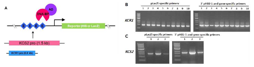 yeast one-hybrid screening을 위한 모식도 (A) 및 추출한 yeast genomic DNA에서 PCR을 통해 확인한 KCR1:LacZ와 KCR1:HIS3 그리고 KCS2:LacZ와 KCS2:HIS3가 yeast genome으로 삽입되어진 yeast cell line 확보 (B)