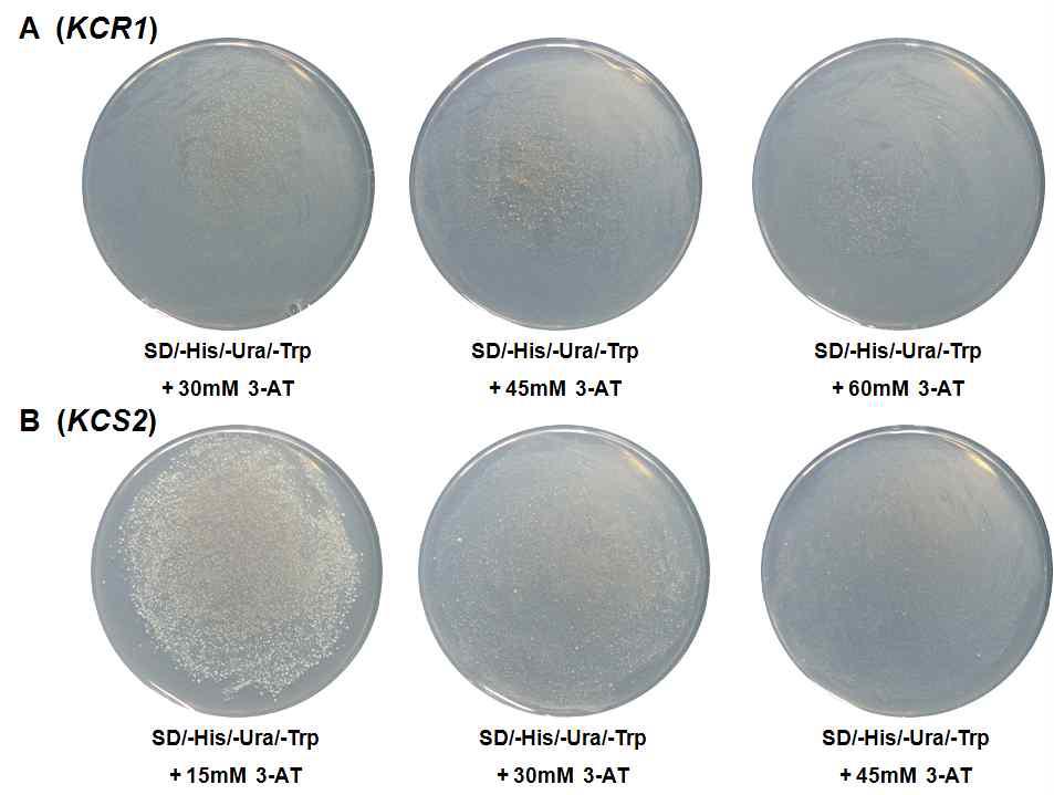 애기장대 transcription factor library를 이용한 yeast one-hybrid screening 결과