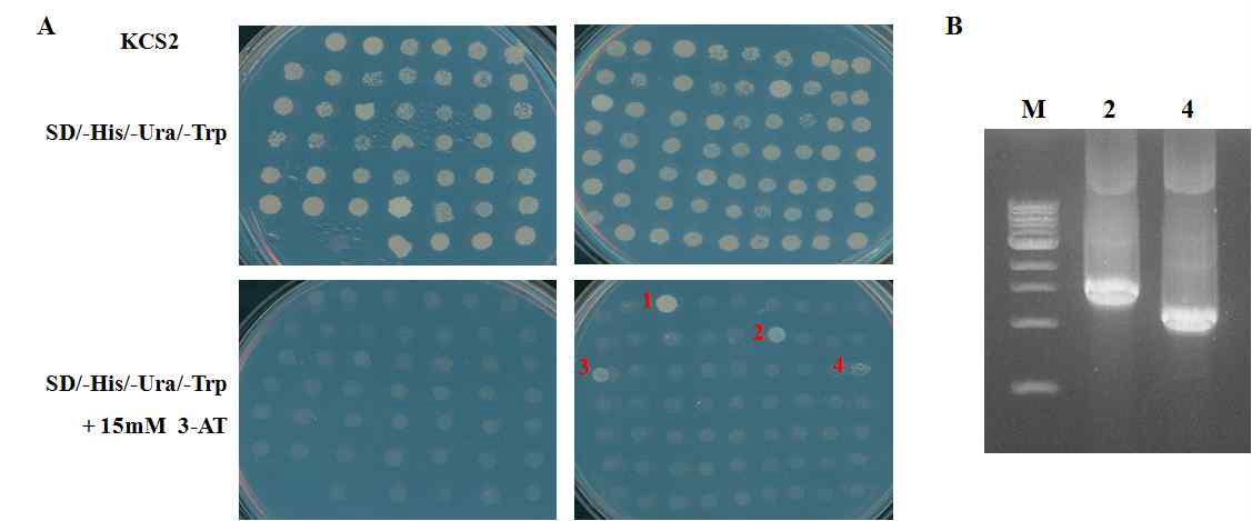 KCS2 유전자 프로모터에 대한 interactor 규명을 위한 15 mM 3-AT가 포함된 SD(-His/-Ura/-Trp)배지에서 colony 선별(A) 및 PCR을 이용하여 추출한 plasmid DNA에서 interactor의 크기 유추 (B)