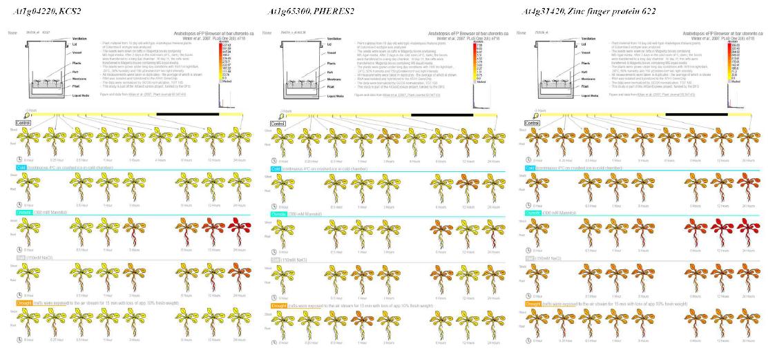 저온, osmotic, 고염 및 가뭄 스트레스 조건에서 KCS2, MADS-box transcription factor PHERES 2 (At1g65300) 및 Zinc finger protein 622 (At4g31420) 유전자들의 발현 양상 조사